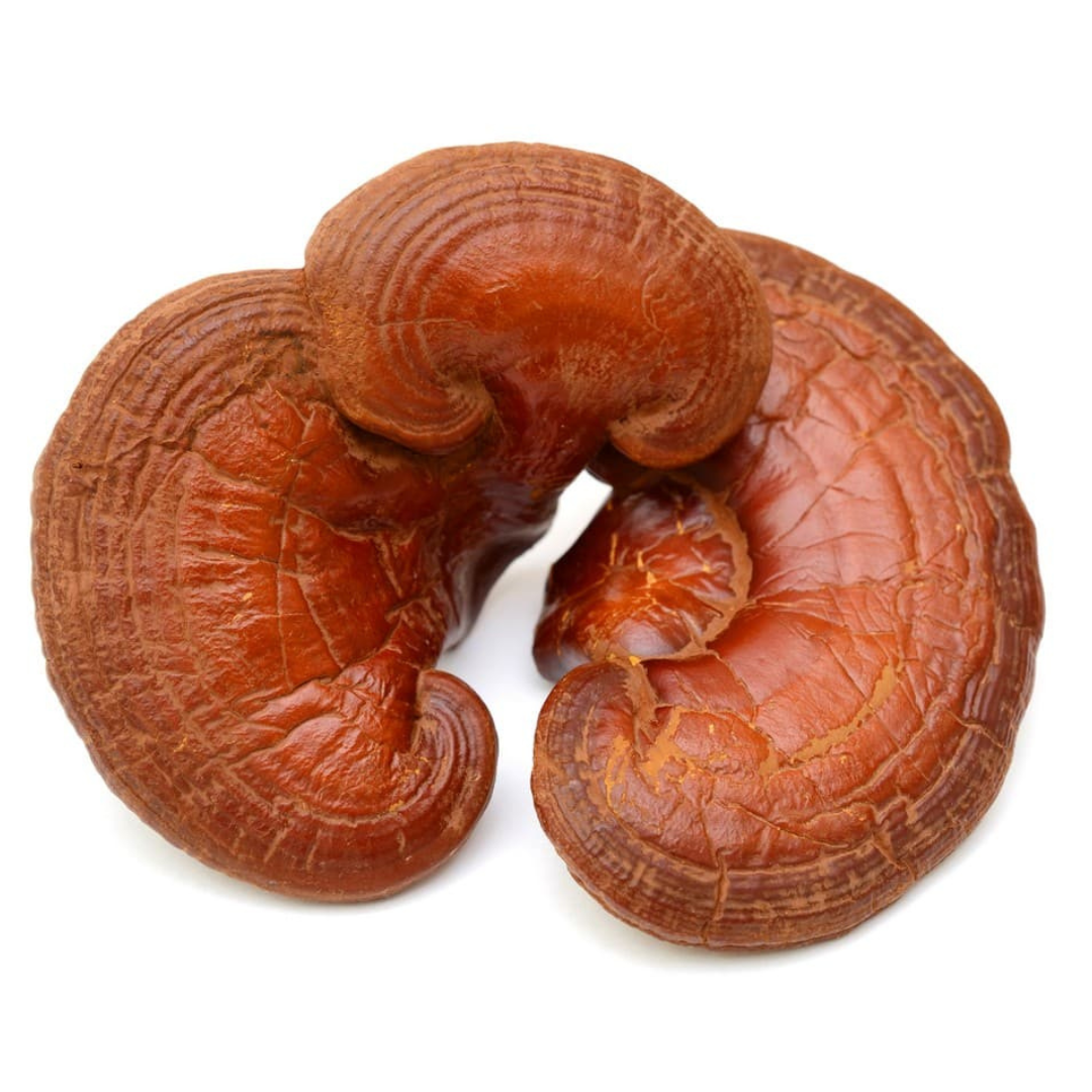 HG Reishi Capsules Bio (90 Capsules) - Hempire Gardens
