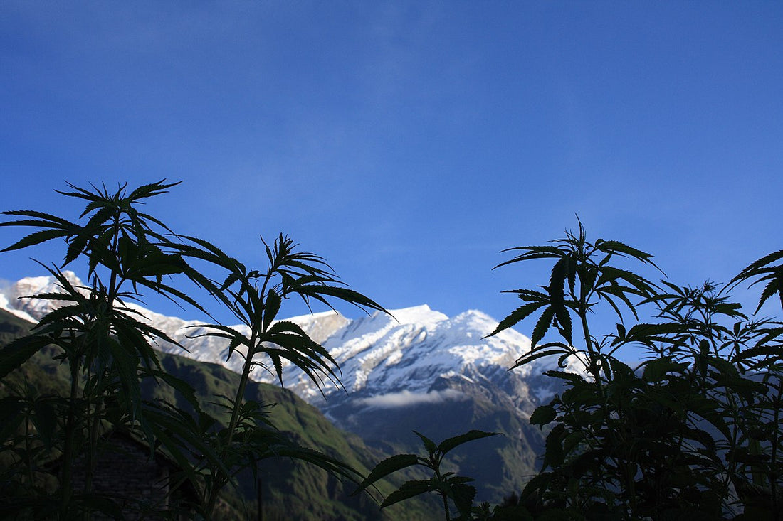HHC (hexahydrocannabinol) - HHC is a cannabinoid derived from the cannabis plant