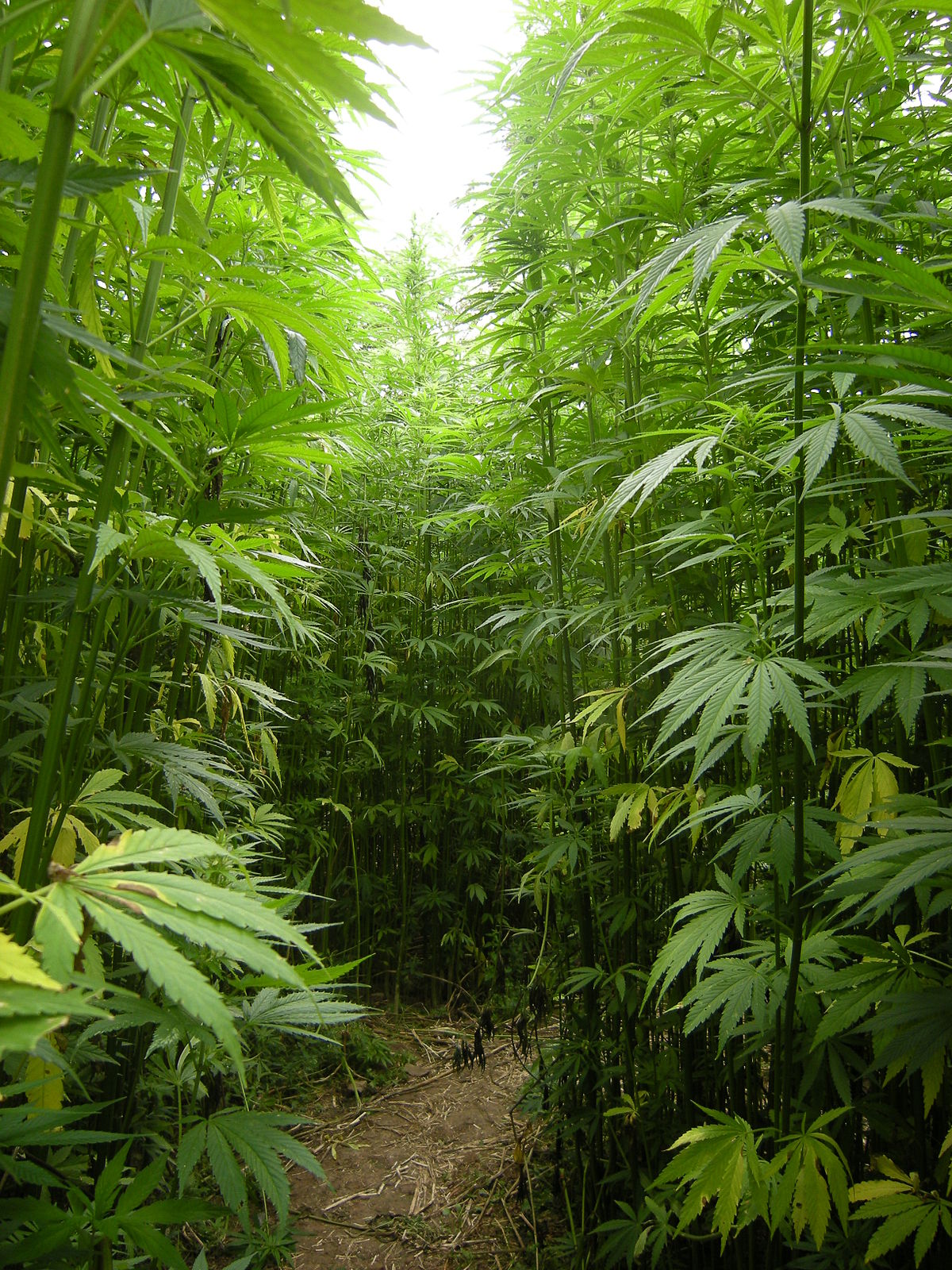 The Hemp Revolution in Europe