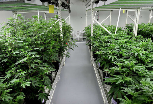 HHC-P vs. HHC: Understanding the Similarities and Differences