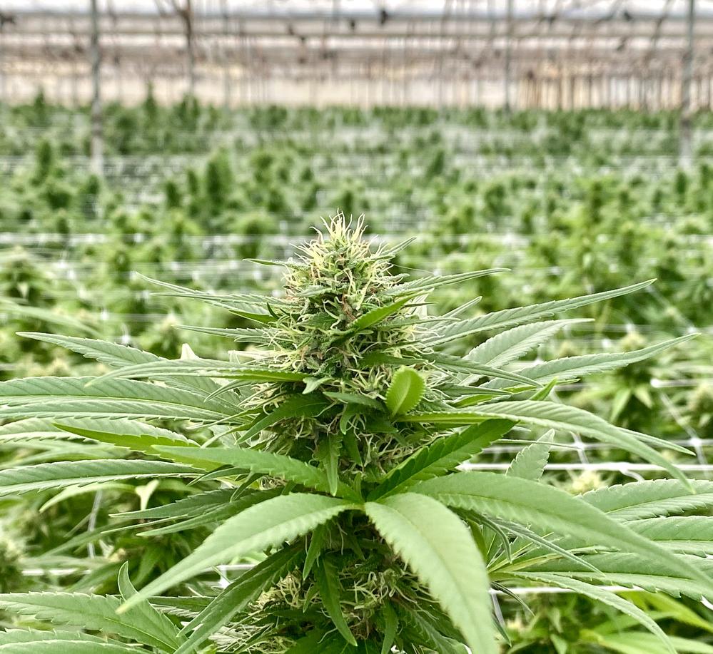 CBD Flower - You can buy CBD hemp flower in many European Countries