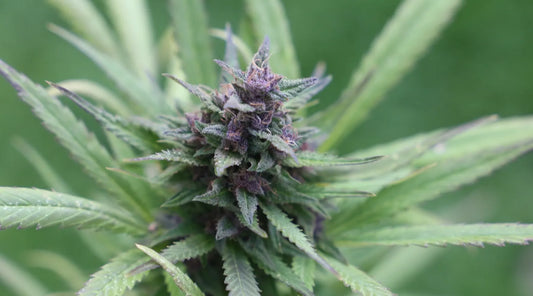 Get to know about THCP legality in Europe and UK: Unraveling the Green Revolution