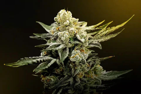 a image of THCX flower 2025