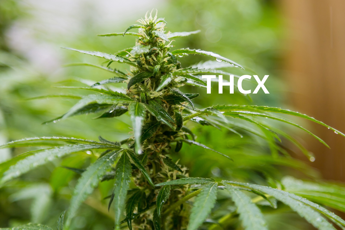 A clear picture of THCX cannabis. 