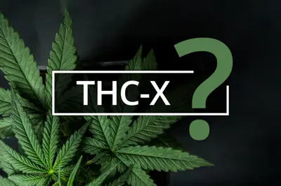 Europe's best cannabis THCX