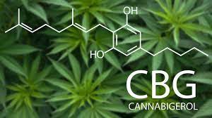 CBG (Cannabigerol) - Buy CBG (Cannabigerol) Flower in Germany