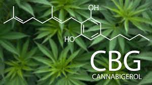 CBG (CANNABIGEROL) - THE MOTHER OF ALL CANNABINOIDS