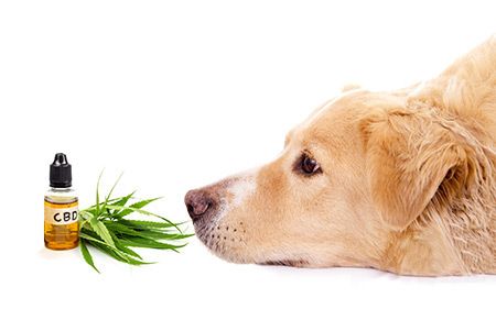 CBD (cannabidiol) and Our dogs