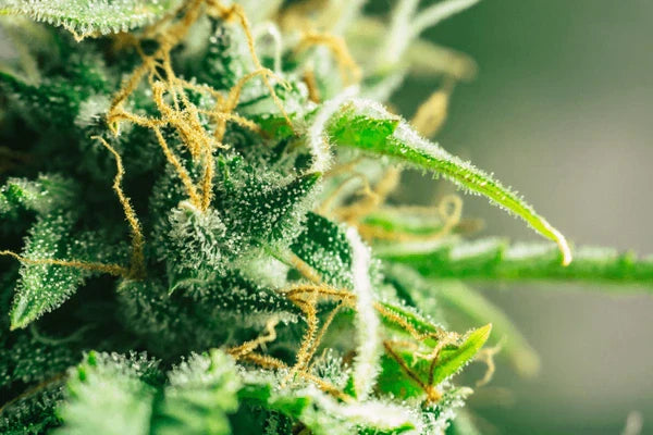 THCX for Former HHC Users: Why This Cannabinoid Feels Familiar