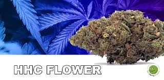 HHC (hexahydrocannabinol) Flower available in the UK & Ireland