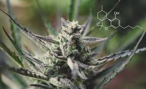 HHC (Hexahydrocannabinol) - Buy HHC (Hexahydrocannabinol) Flower in Germany