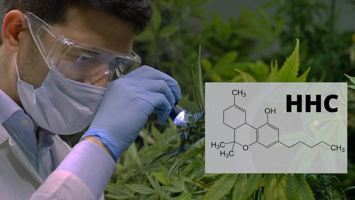 The science behind HHC flower: Exploring its therapeutic potential