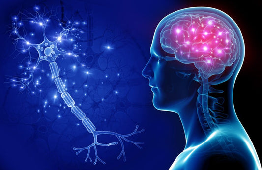 CBD CONNECTS TO OUR OWN ENDOCANNABINOID SYSTEM