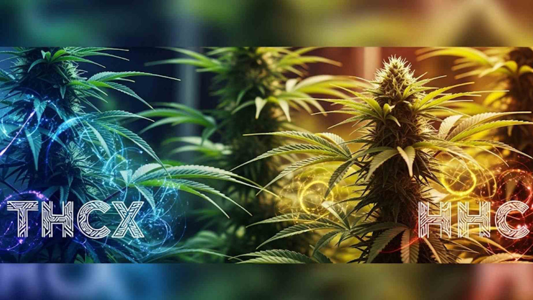 Comparison between THCX and HHC
